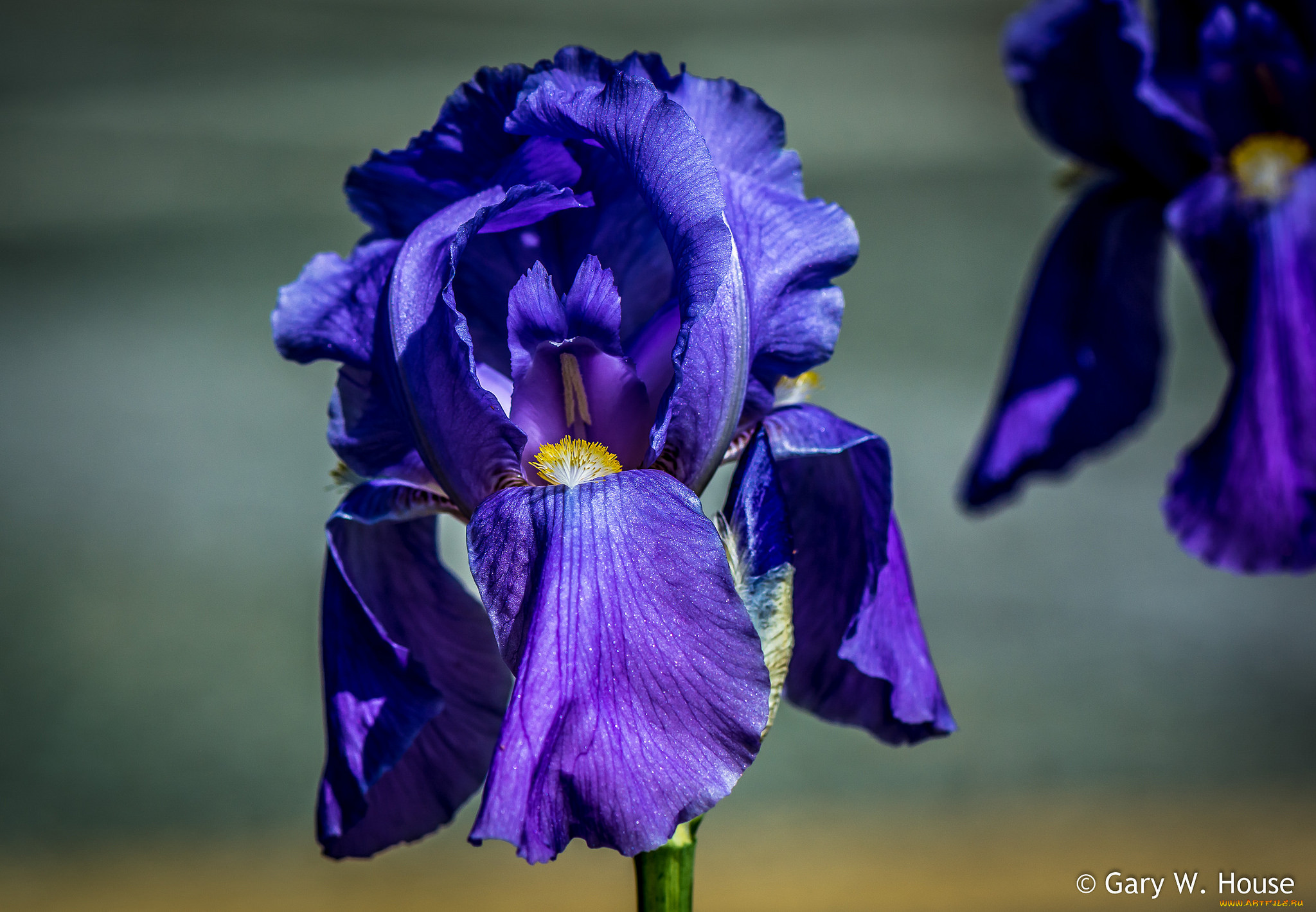 Какого цвета ирис цветок. Ирис цветок. Ирис Танжер-Тингис. Цветок Ирис Касатик. Iris / Ирис Arpège.